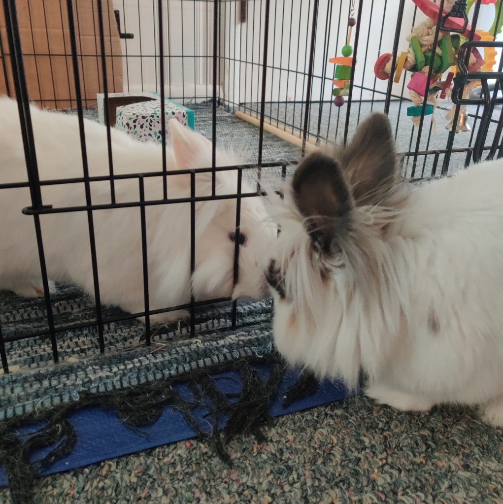 two bunnies meeting through a fence